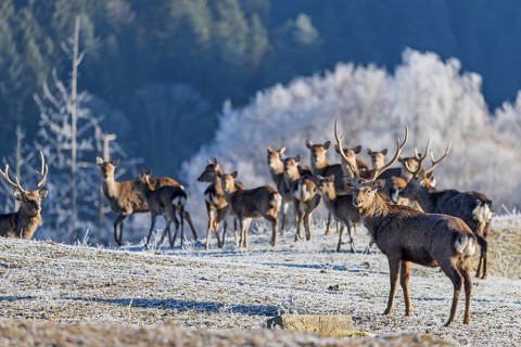 A herd of Japanese sika deer (Cervus nippon nippon) stands on a frost-covered meadow in hilly