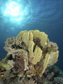 Plate fire coral (Millepora platyphylla)