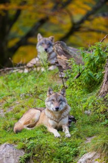 Two eurasian gray wolves (Canis lupus lupus) rest on a small grassy hill with fall foliage in the