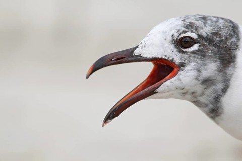 Laughing Gull (Leucophaeus atricilla), Florida, USA