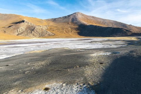 Guanacos are seen navigating the rugged terrain of the Andean Highlands in La Puna, Argentina,
