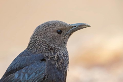 Tristramstar, Tristram's Grackle, Tristram's Starling, Onychognathus tristramii, Rufipenne de