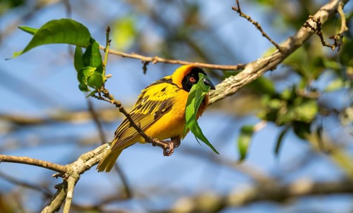 Village weaver (Ploceus cucullatus, Textor cucullatus), with fresh leaf in beak, also Textor