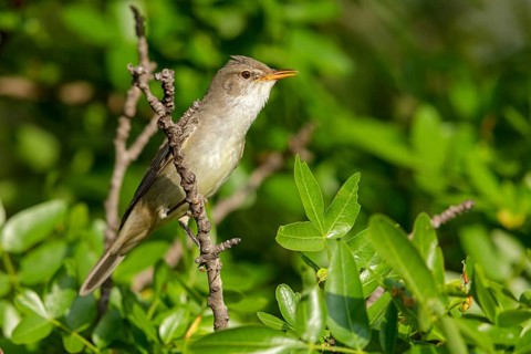 Olive warbler, (Hippolais olivetorum), animal, animals, bird, birds, biotope, habitat, perch,