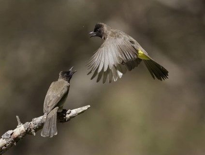 Common Bulbul (Pycnonotus barbatus), Chobe, Botswana