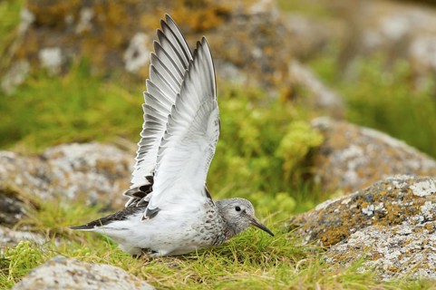 Purple Sandpiper (Calidris maritima), Alaska, USA