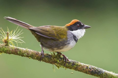 Chestnut-capped Brush-Finch (Arremon brunneinucha) perched on a branch in Costa Rica