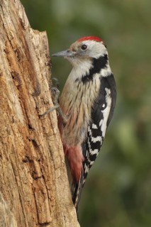 Middle Spotted Woodpecker (Dendrocoptes medius), Zurich, Switzerland