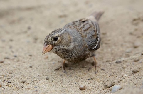 Mourning Sierra Finch (Phrygilus fruticeti) female, Chubut, Argentina