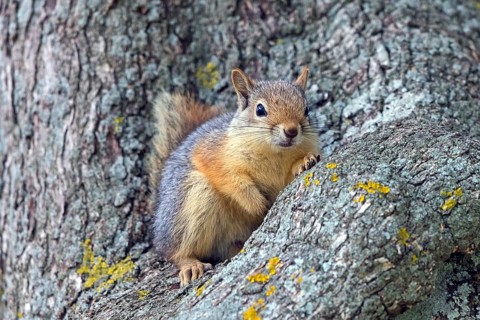 Caucasian squirrel, (Sciurus anomalus), animal, animals, mammal, mammals, rodent, rodents, climbs