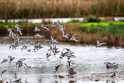 Black-tailed Godwits, Limosa limosa, birds in flight over marshes