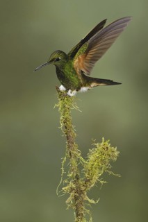 Buff-tailed Coronet (Boissonneaua flavescens), Ecuador
