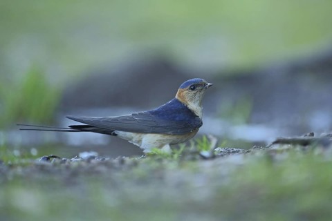 Red-rumped Swallow (Hirundo daurica) on the ground in the silt, Monfragüe, Campillo de Deleitosa,