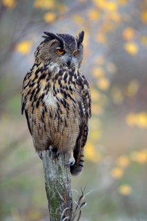 Europäischer Uhu, lat. Bubo bubo, auf Weidepfahl nach unten schauend, mit Herbstfarben