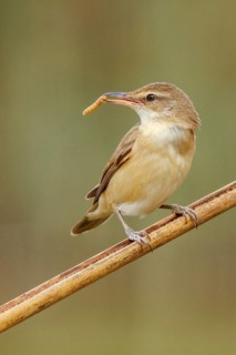 Great Reed Warbler (Acrocephalus arundinaceus), with worm on beak, Castile-La Mancha, Spain