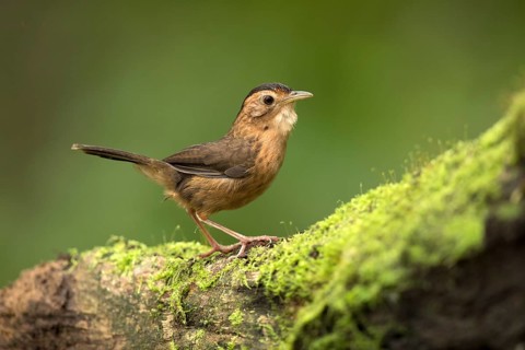 Brown-capped Babbler (Pellorneum fuscocapillus) perched on a mossy fallen tree trunk, Kutugala, Sri