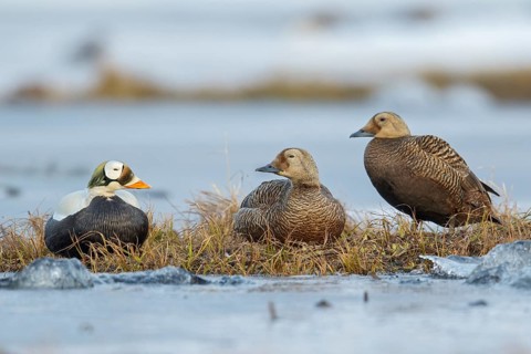 Spectacled Eider (Somateria fischeri) feeding on a small pond on the tundra in Northern Alaska
