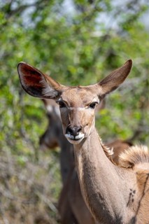 Greater kudu (Tragelaphus strepsiceros) in dry grass, adult female, animal portrait, Kruger