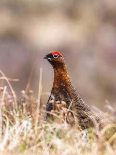 Male of Red Grouse, Lagopus scotica, bird on moors in Scotland