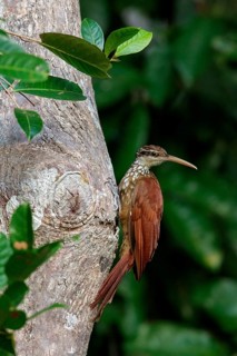 Long-billed Woodcreeper (Nasica longirostris) perched on a branch in the Amazon of Brazil
