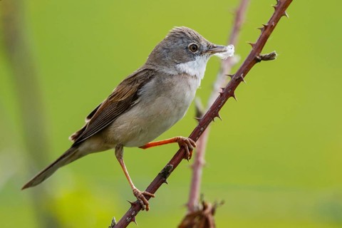 Common Whitethroat (Sylvia communis) male perched on a branch, North Rhine-Westphalia, Germany