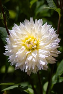 Dahlias (Dahlia), double, white, close-up flower, Ternitz, Lower Austria, Austria