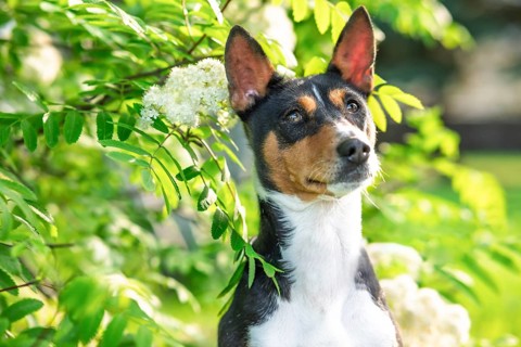 A Basenji dog enjoys a sunny spring day during a walk in a lush green park. The vibrant foliage