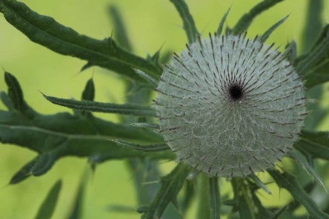 Wooly thistle (Cirsium eriophorum), nature photography, Hillenberg, UNESCO, biosphere reserve,