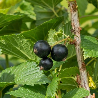 Black currant (Ribes nigrum GENOIR 2),  Germany
