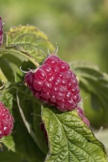 Autumn raspberry (Rubus idaeus 'Little Sweet Sister'), BS Sämann, Germany