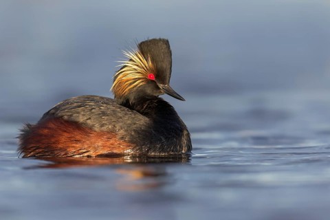 Eared Grebe (Podiceps nigricollis) swimming in a pond in Manitoba, Canada