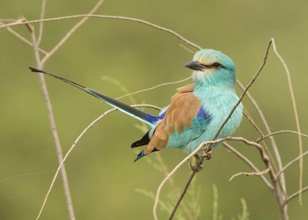 Abyssinian Roller (Coracias abyssinicus), Gambia