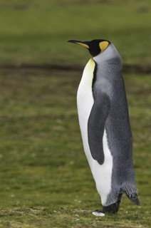 King Penguin (Aptenodytes patagonicus), Falkland Islands