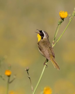 A male Common Yellowthroat, Geothlypis trichas, sings from a wild flower in a canola field, near