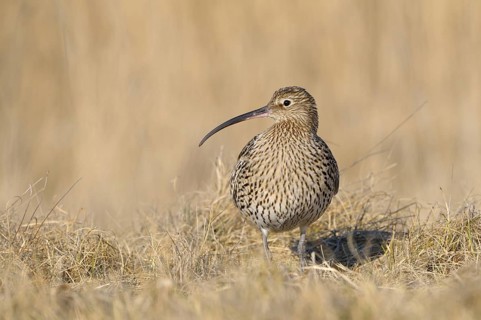 Grosser Brachvogel (Numenius arquata), Curlew, einzelner Altvogel, April, Insel Texel, Nordsee,