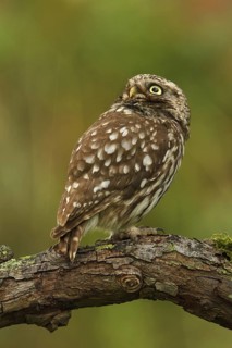 Little Owl (Athene noctua), Utrecht, Netherlands
