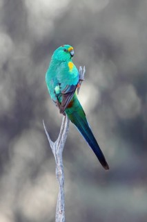 Mulga Parrot (Psephotellus varius) male perched on a branch, New South Wales, Australia
