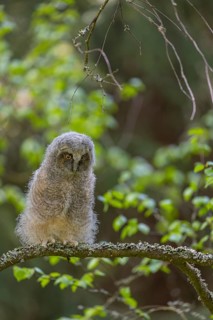 One young long-eared owl (Asio otus), sitting on a branch of a tree. Green vegetation in the