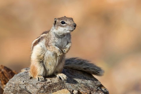 Barbary Ground Squirrel (Atlantoxerus getulus) vigilant standing on a rock, Fuerteventura, Spain