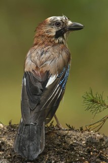 Eurasian Jay (Garrulus glandarius), Utrecht, Netherlands