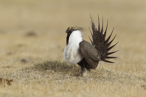 Sage Grouse (Centrocercus urophasianus) male mating, California, USA