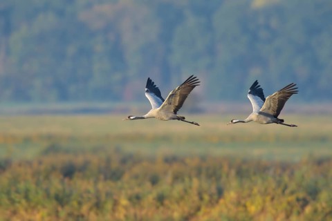 Common Crane (Grus grus) flying, Mecklenburg-Western Pomerania, Germany