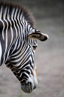 Lateral view of a zebra with distinctive stripes against a neutral background, Grevy's zebra (Equus