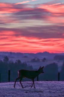 A male roe deer (Capreolus capreolus) crosses a frozen meadow before sunrise