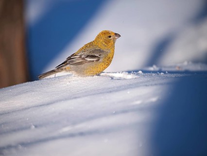 Juvenile spruce crossbill (Loxia curvirostra), Lapland, Finland, Scandinavia