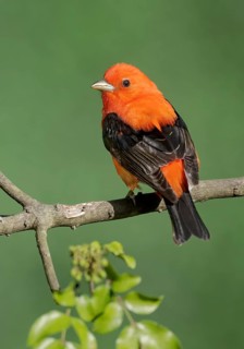 Scarlet Tanager (Piranga olivacea) male perched on a branch, Texas, USA