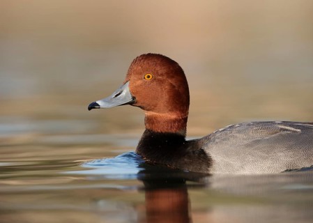 Redhead (Aythya americana) male, Texas, USA