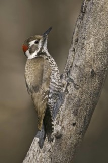 Arizona Woodpecker (Leuconotopicus arizonae), Arizona, USA
