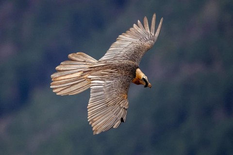 Bearded Vulture (Gypaetus barbatus), flying, Aragon, Spain