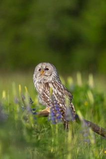 One Ural owl (Strix uralensis) sitting on a branch lying in a field of flowering lupines in late